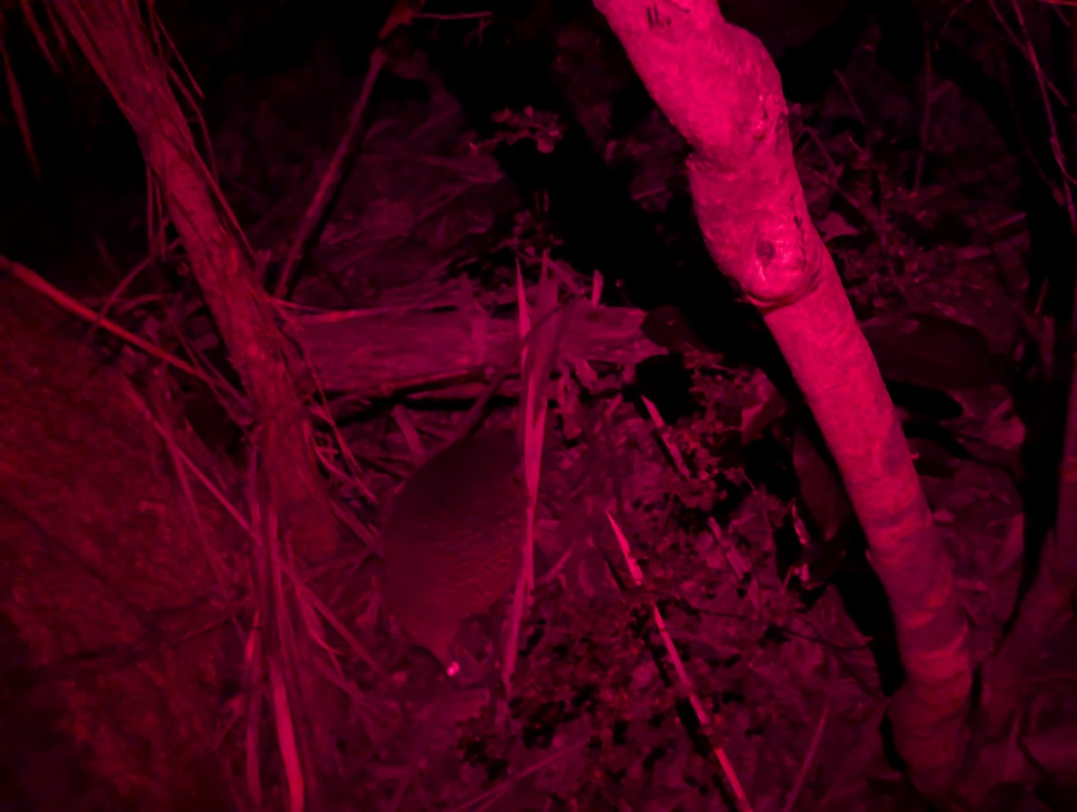 Little Spotted Kiwi - ML626787786