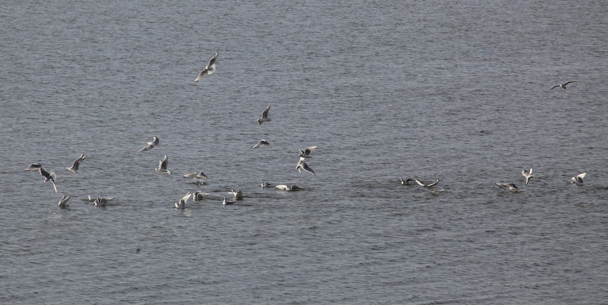 Bonaparte's Gull - ML626787803