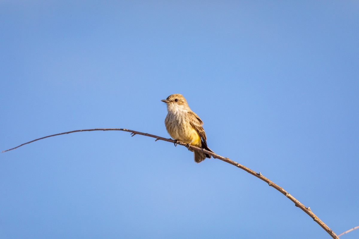 Vermilion Flycatcher - ML626787847