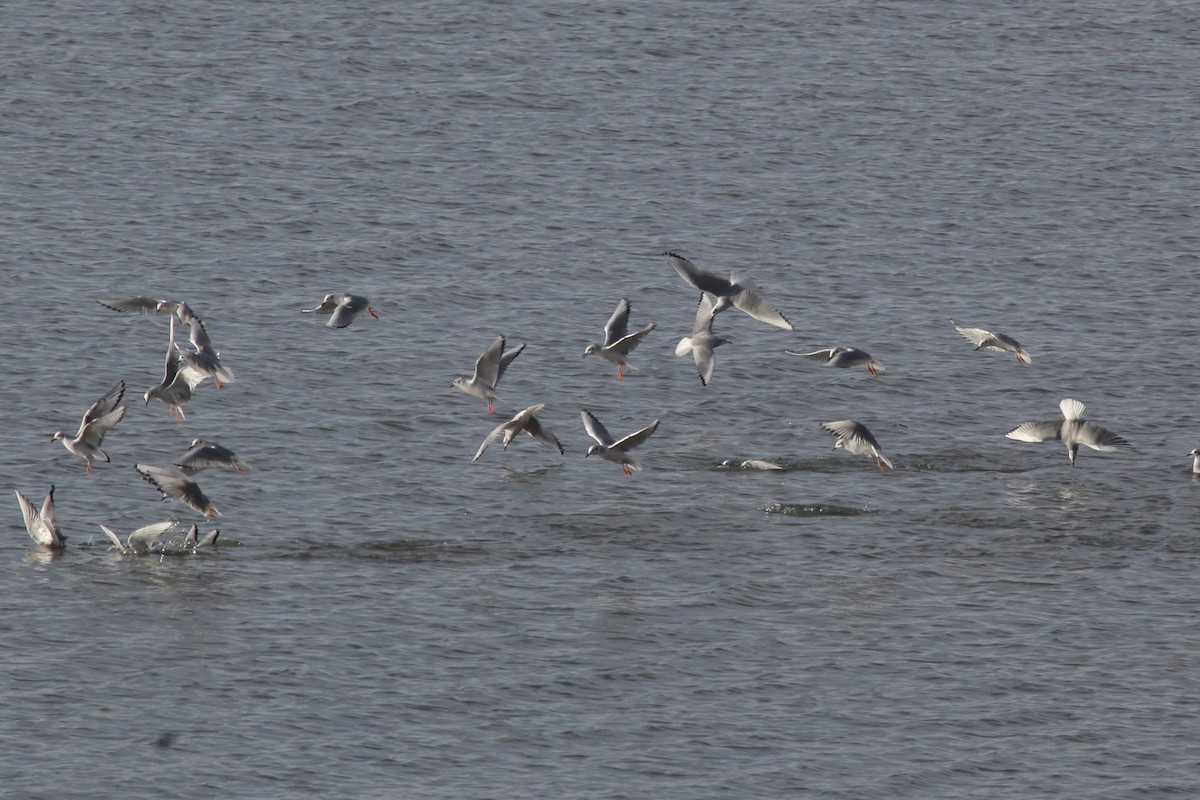 Bonaparte's Gull - ML626787856