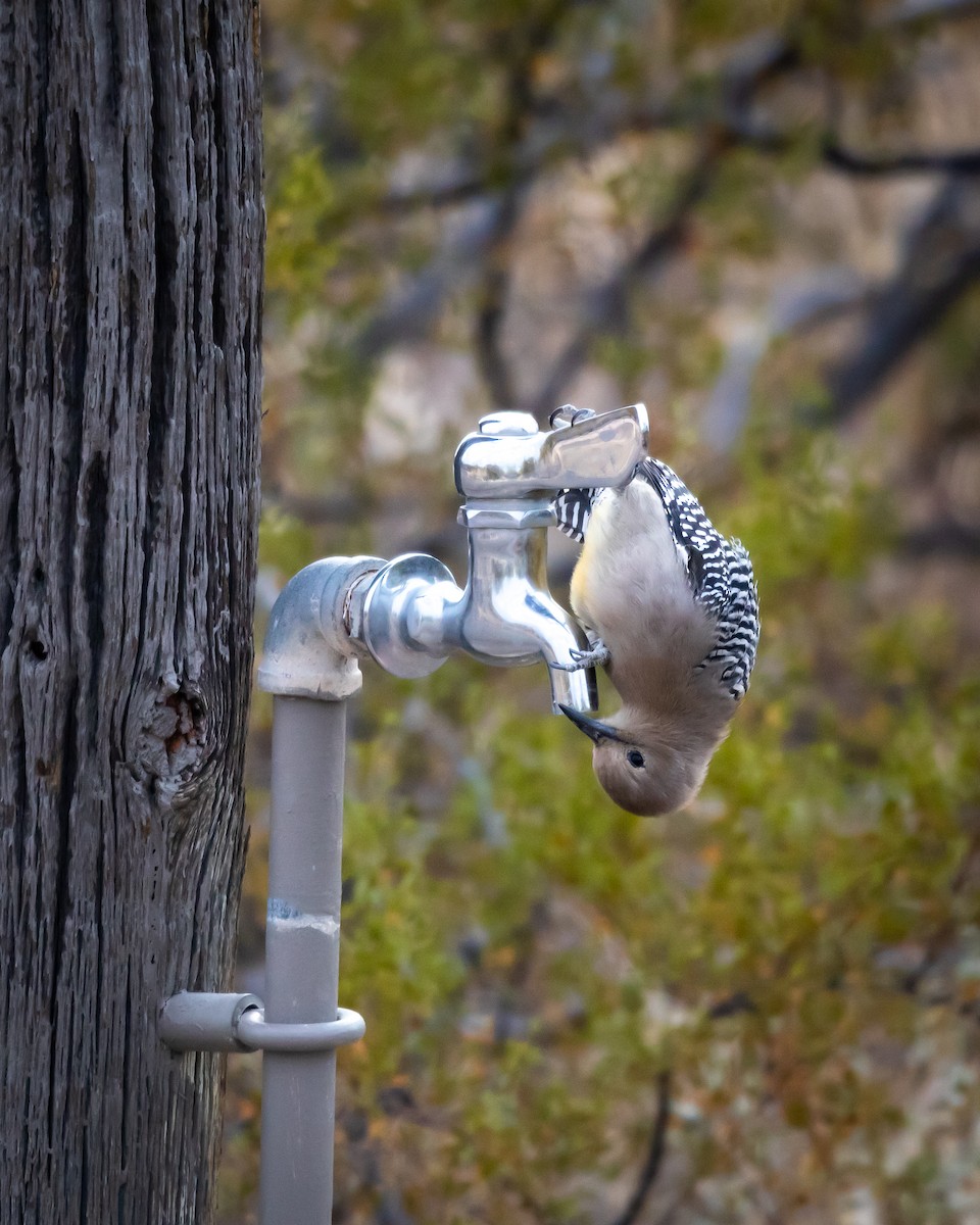 datel gilský - ML626787908