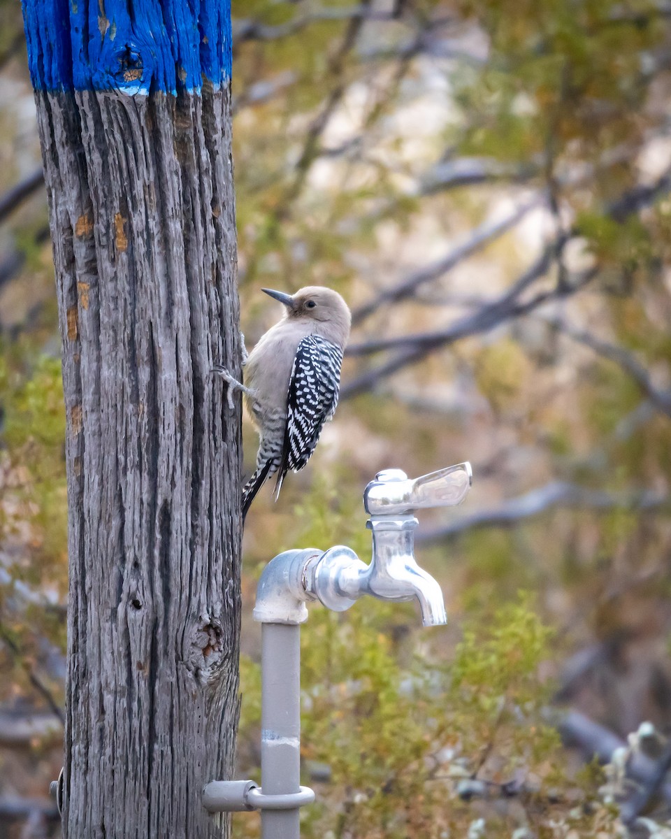 datel gilský - ML626787910