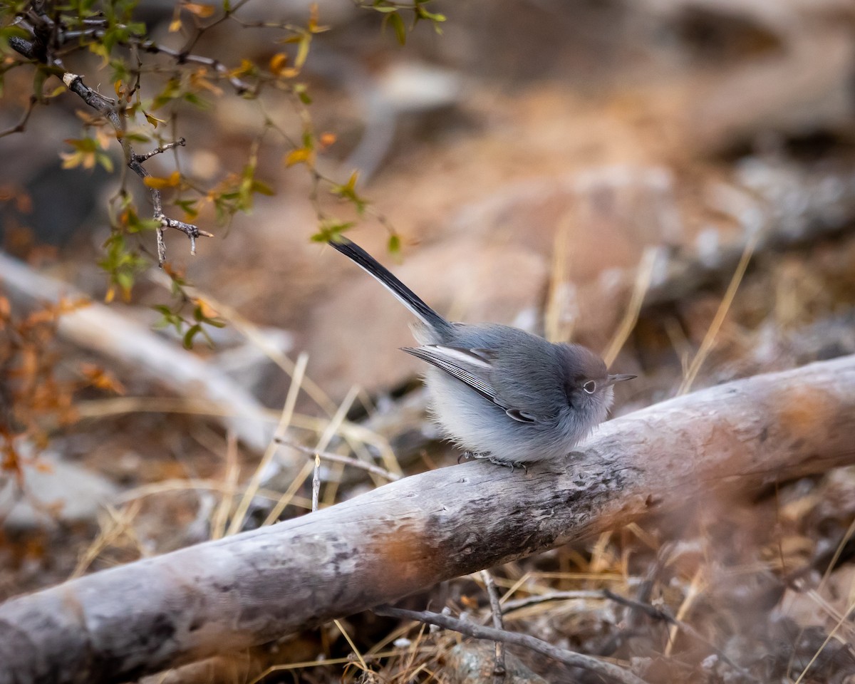 leskot modrošedý - ML626787930