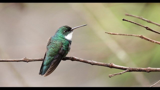 White-throated Hummingbird - ML626787965