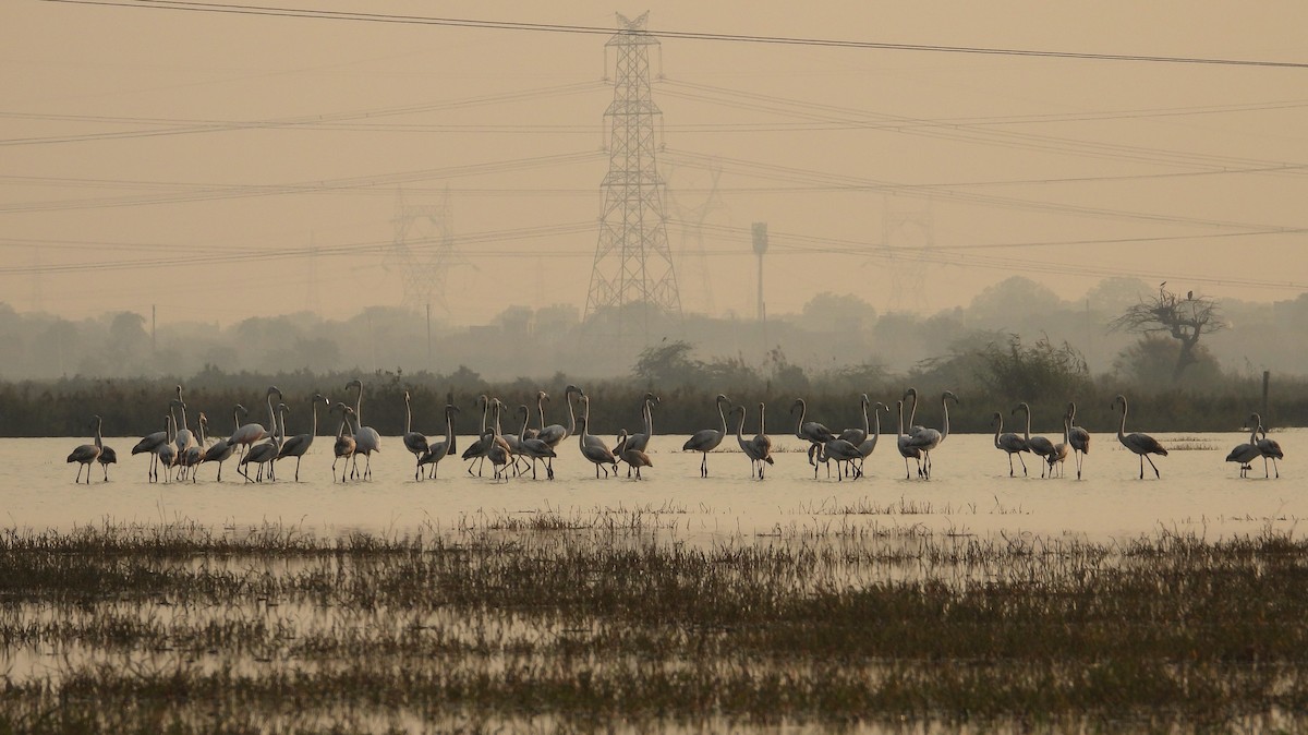 Greater Flamingo - ML626787986