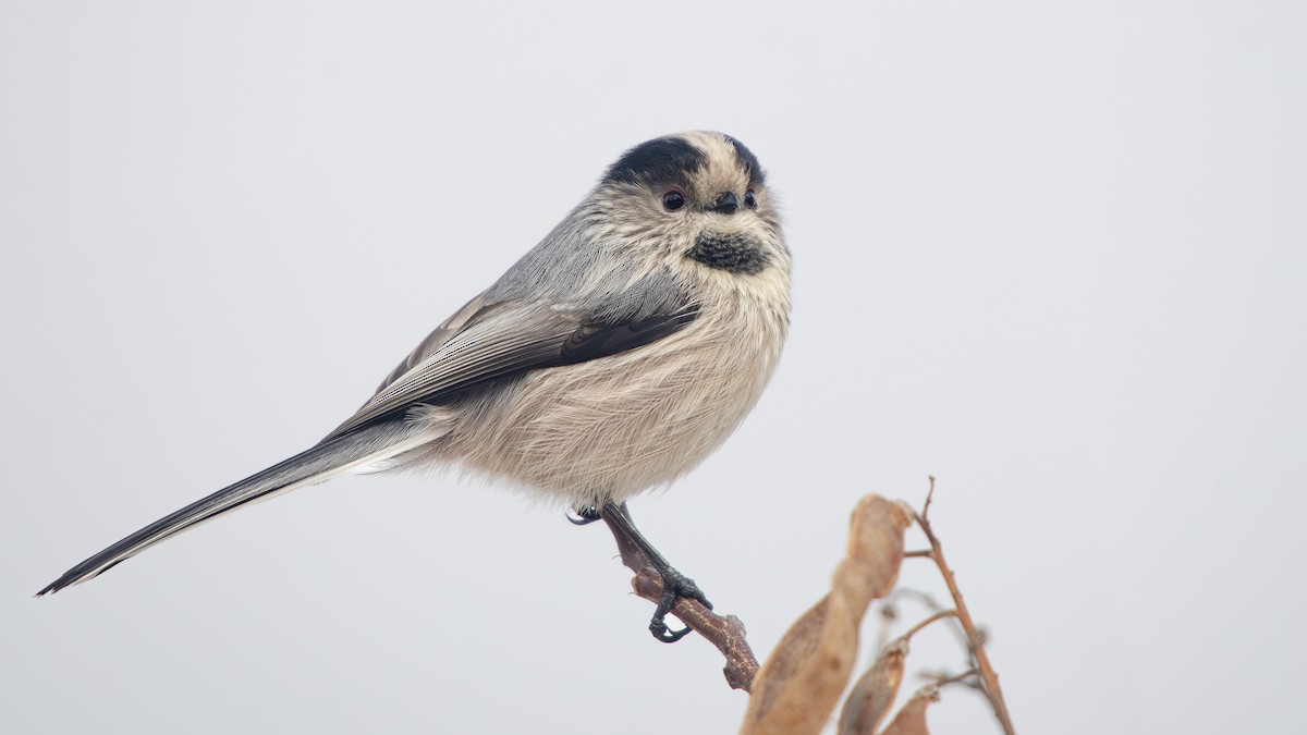 Long-tailed Tit (alpinus Group) - Kubilay Yakup Kaplan