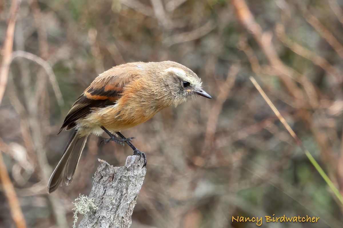 Brown-backed Chat-Tyrant - ML626788043