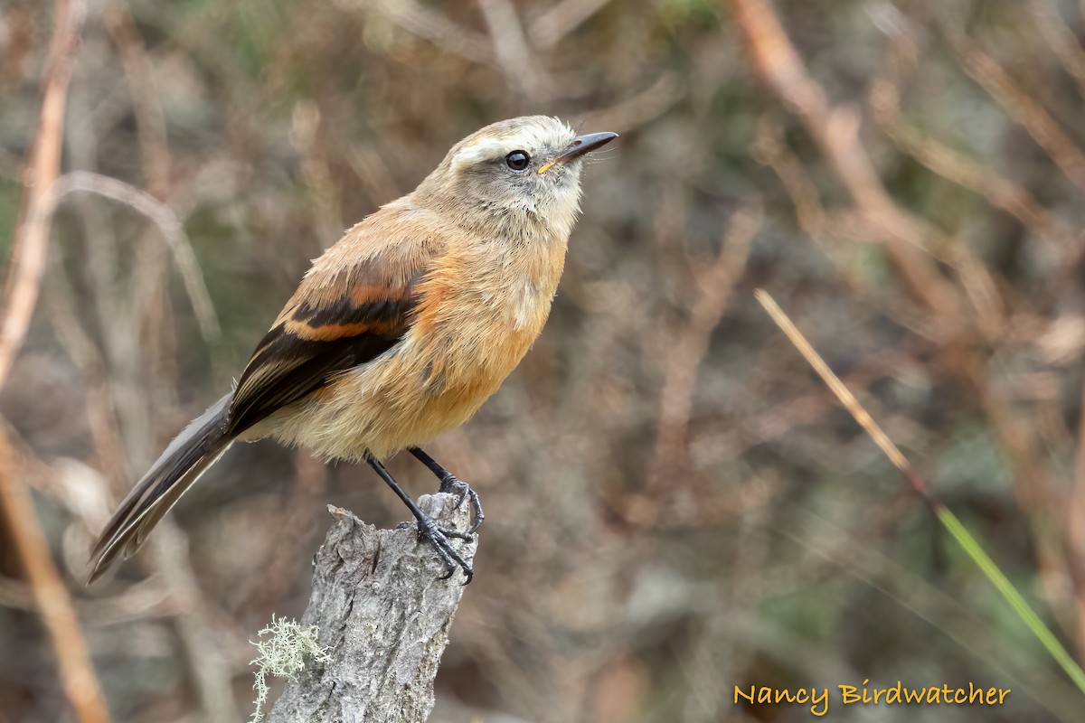 Brown-backed Chat-Tyrant - ML626788044