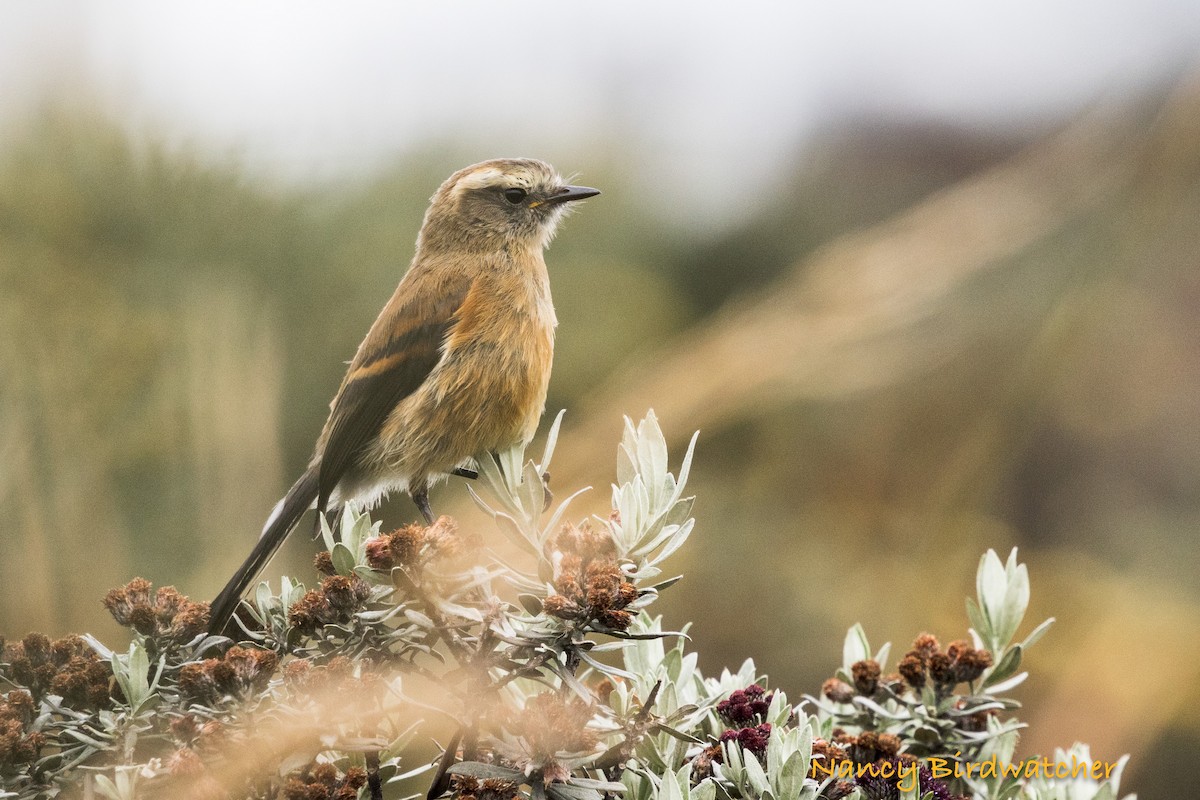 Brown-backed Chat-Tyrant - ML626788047