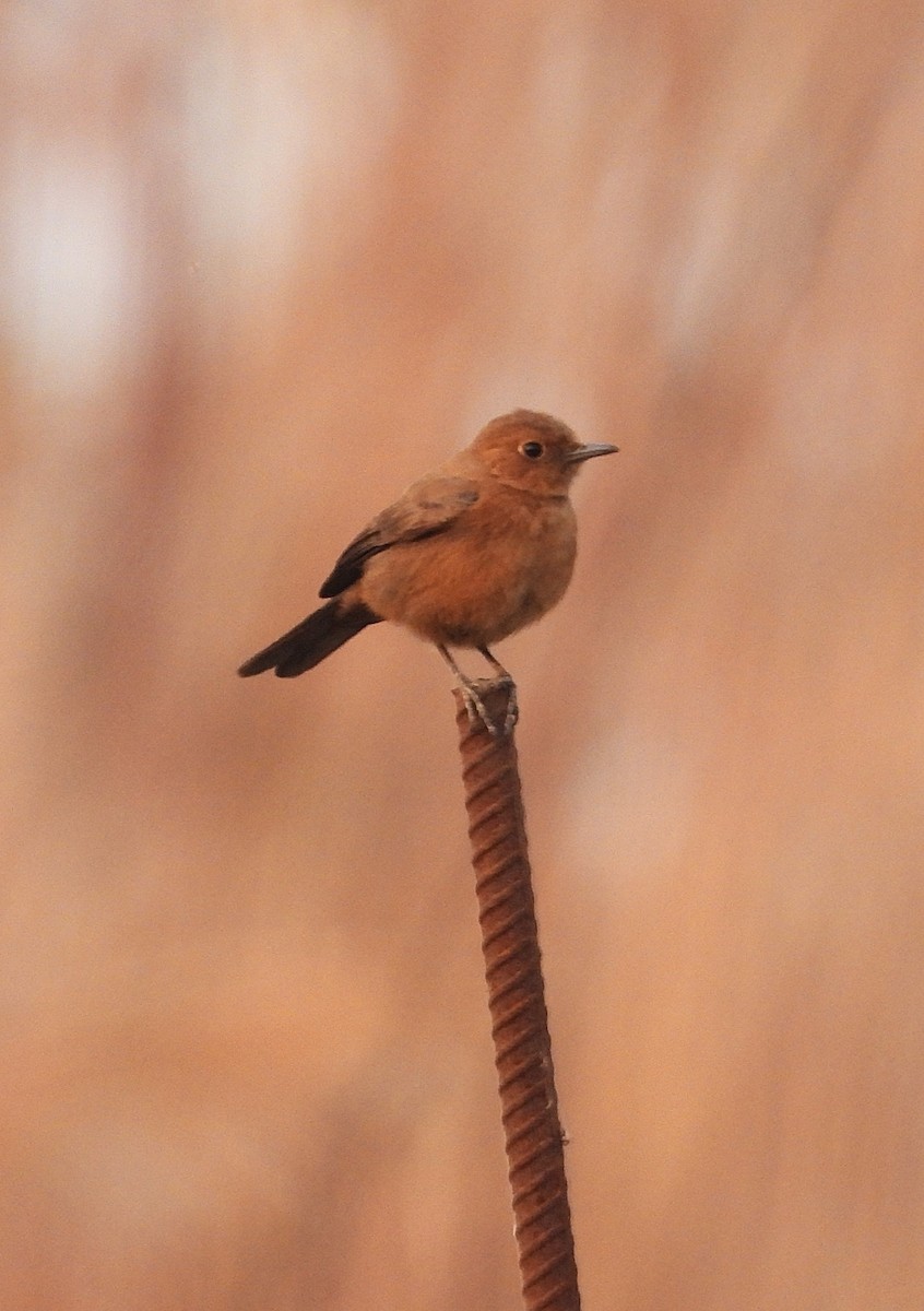 Brown Rock Chat - ML626788111