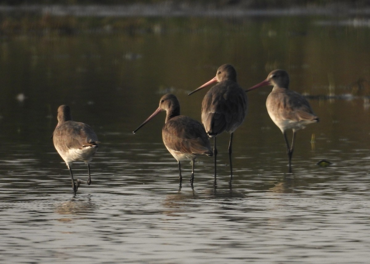Black-tailed Godwit - ML626788140
