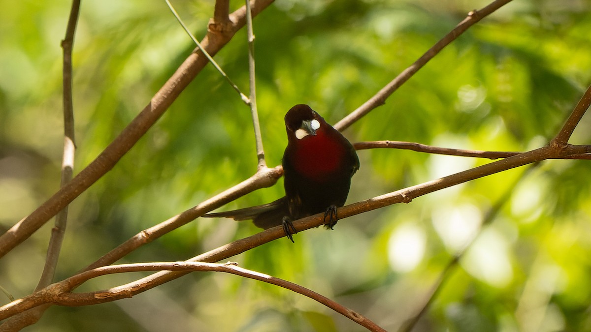 Silver-beaked Tanager - ML626788146