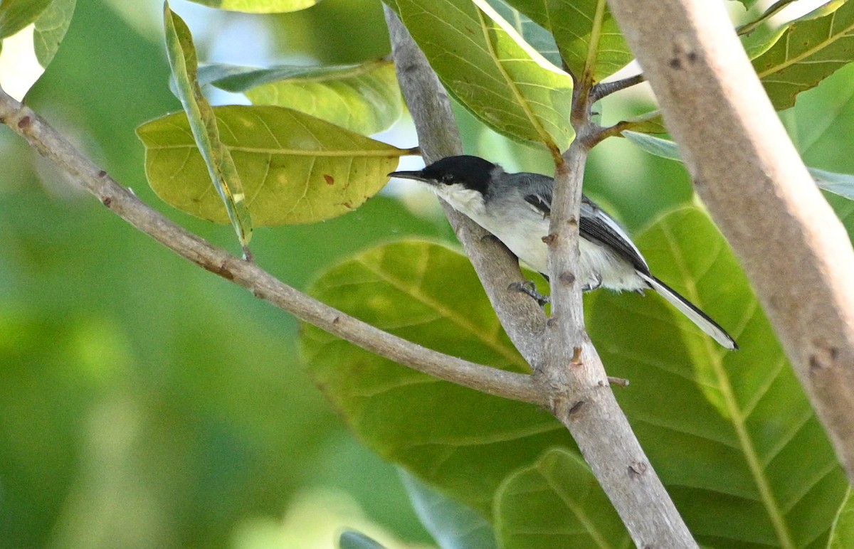 Tropical Gnatcatcher (innotata) - ML626788157