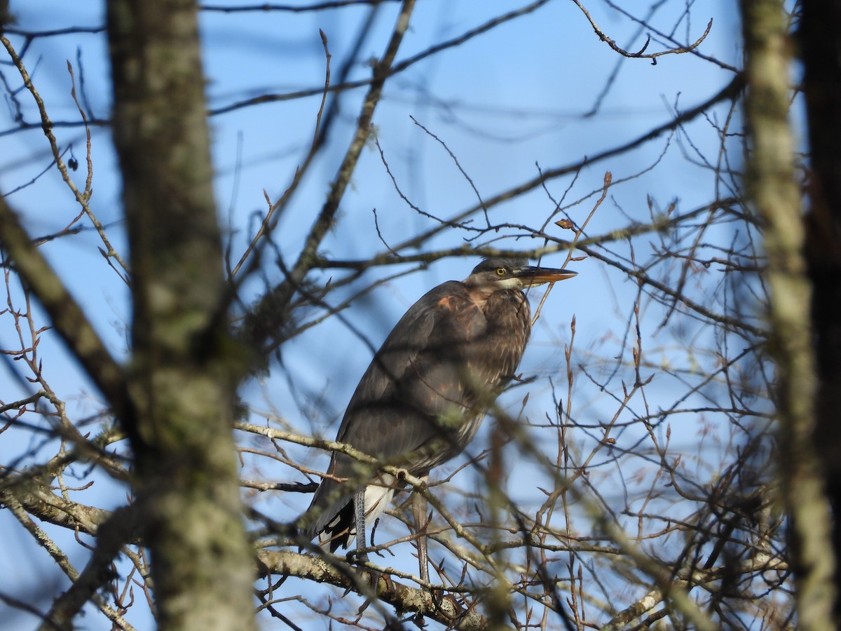 Great Blue Heron - ML626788474