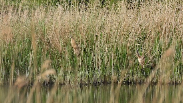 Eurasian Bittern - ML626788496