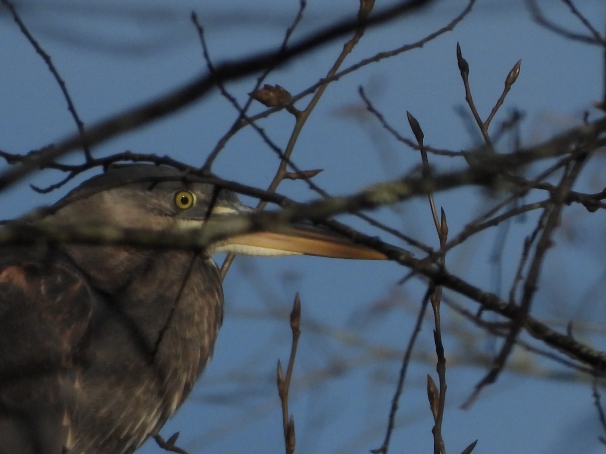 Great Blue Heron - ML626788499