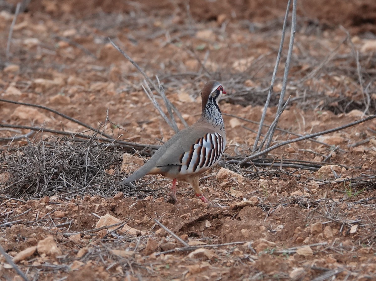 Red-legged Partridge - ML626788727