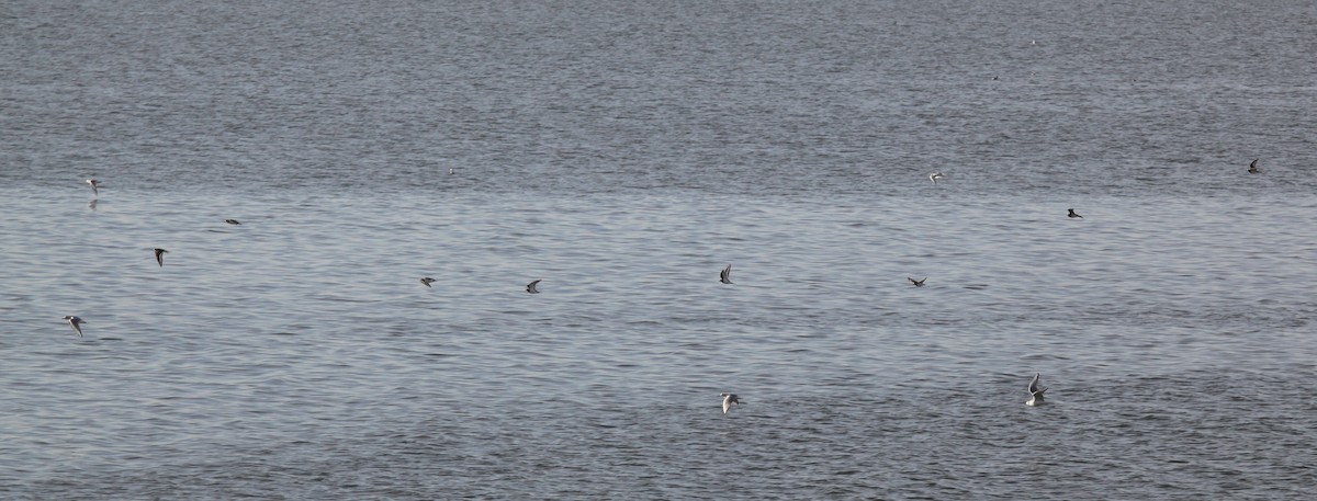 Killdeer - ML626788785