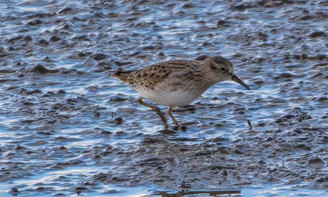 pygmésnipe - ML626788932