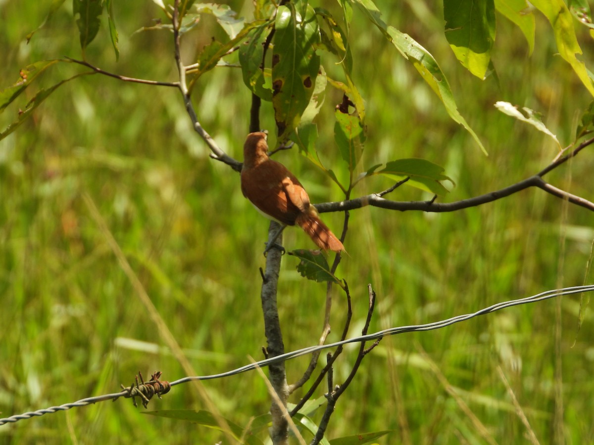 Yellow-chinned Spinetail - ML626789041