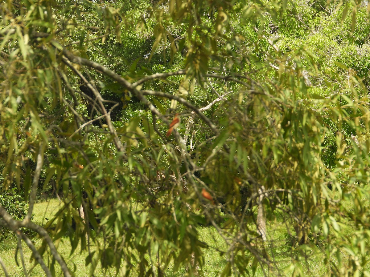 Yellow-chinned Spinetail - ML626789047