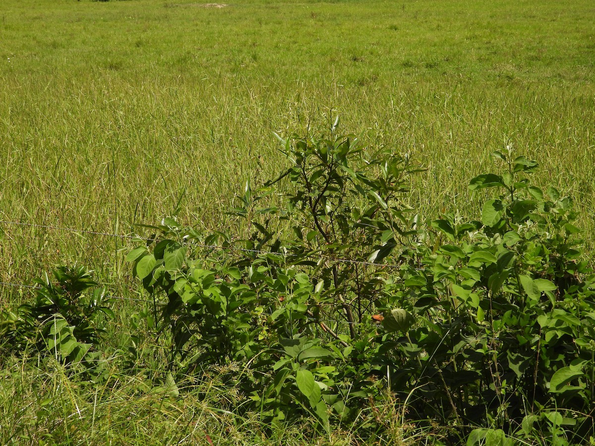 Yellow-chinned Spinetail - ML626789048