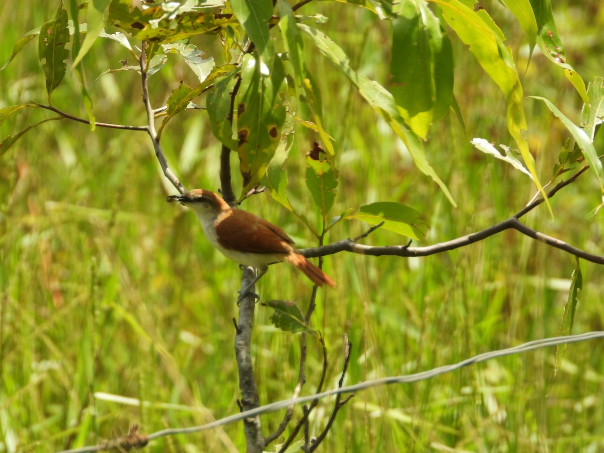 Yellow-chinned Spinetail - ML626789049