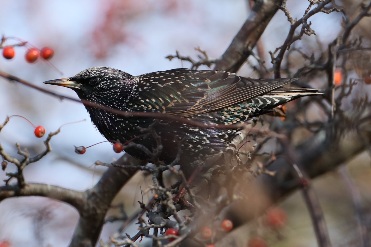 European Starling - ML626789057