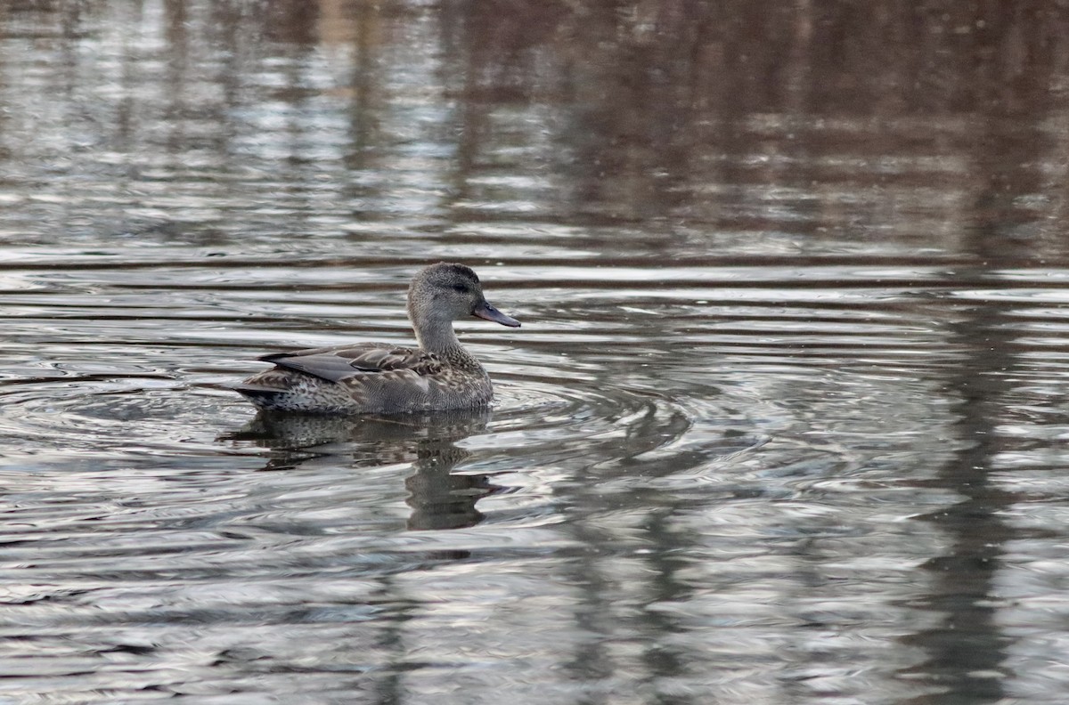 Gadwall - ML626789058