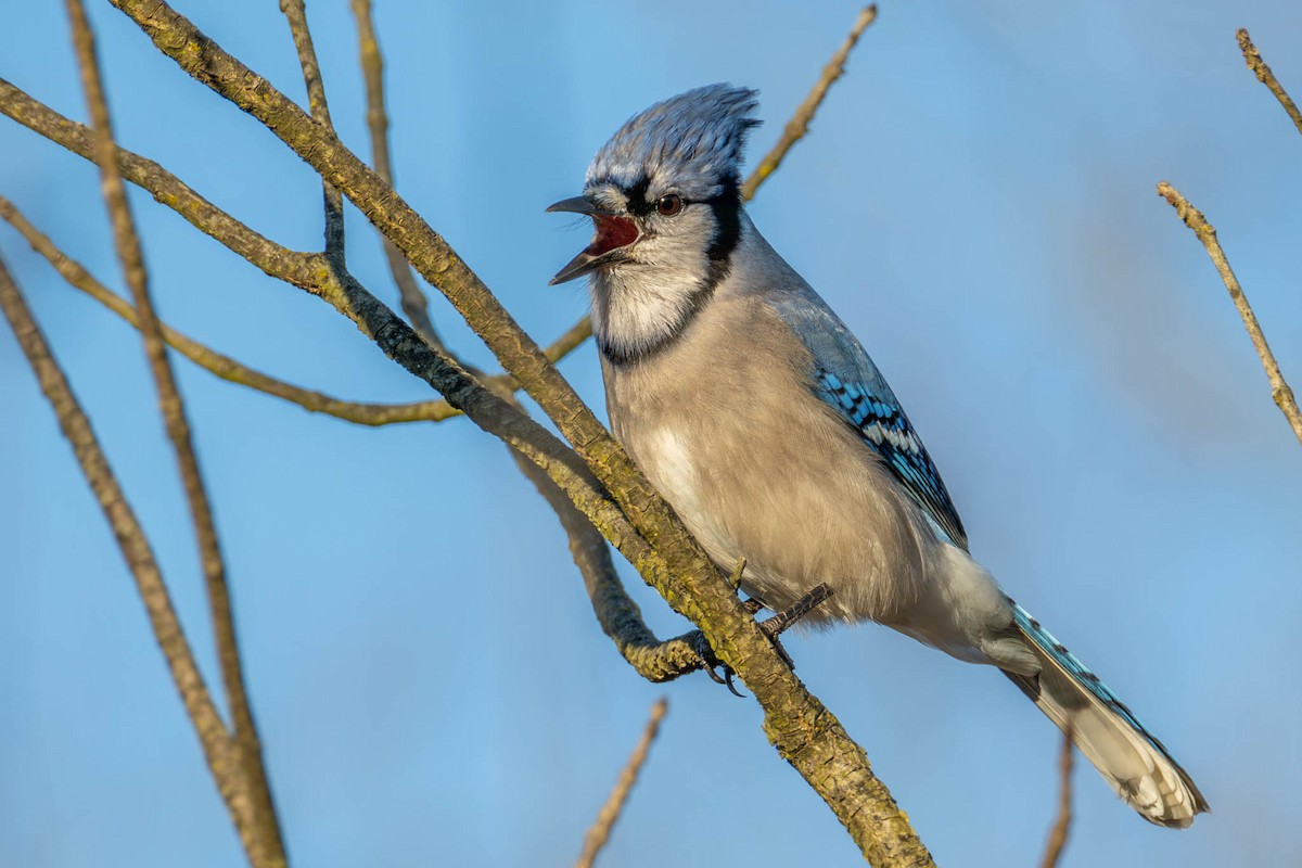 Blue Jay - ML626789059