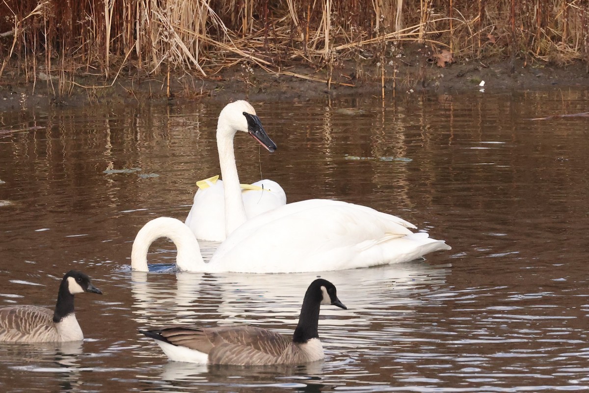 Trumpeter Swan - ML626789060