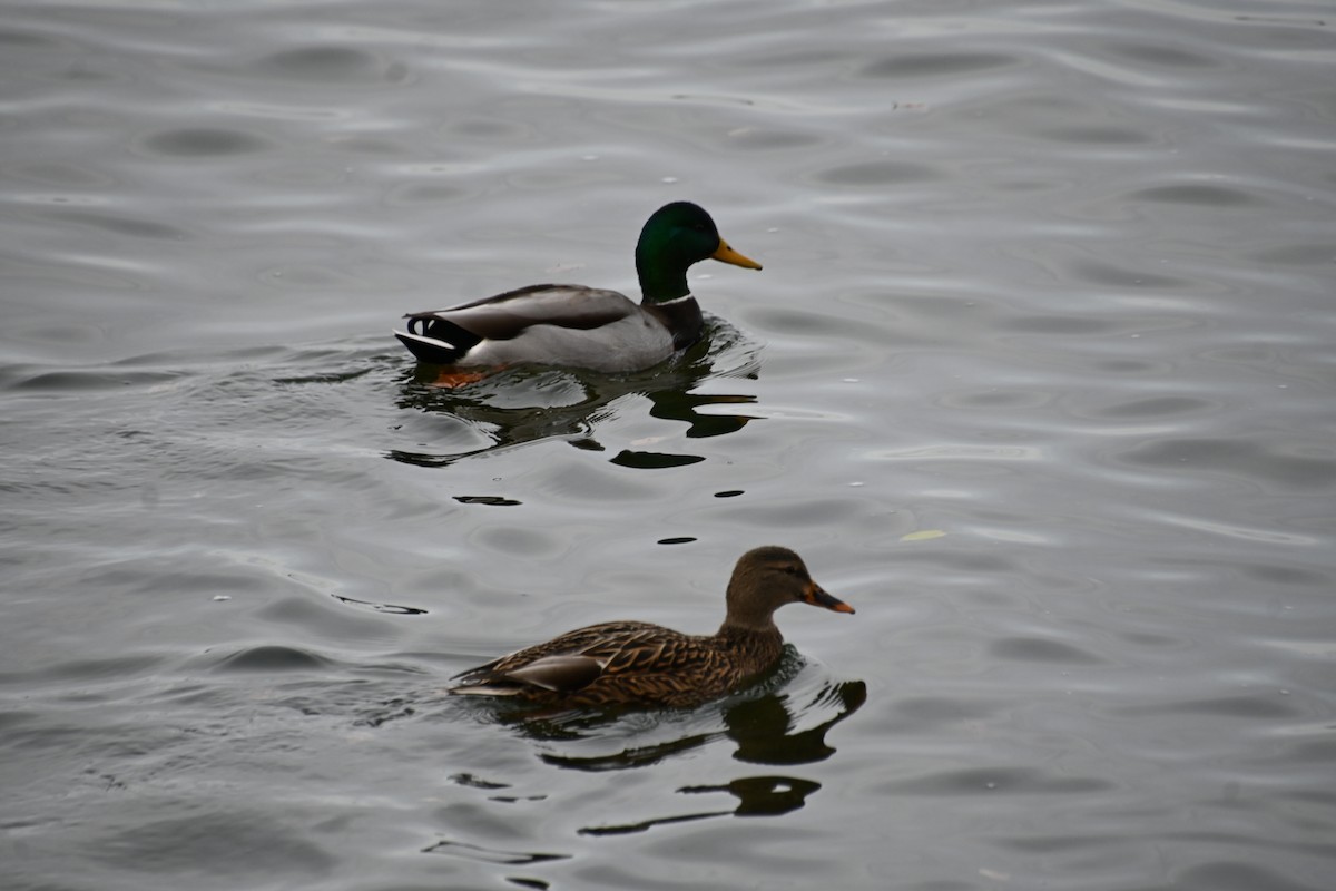 Mallard - ML626789061