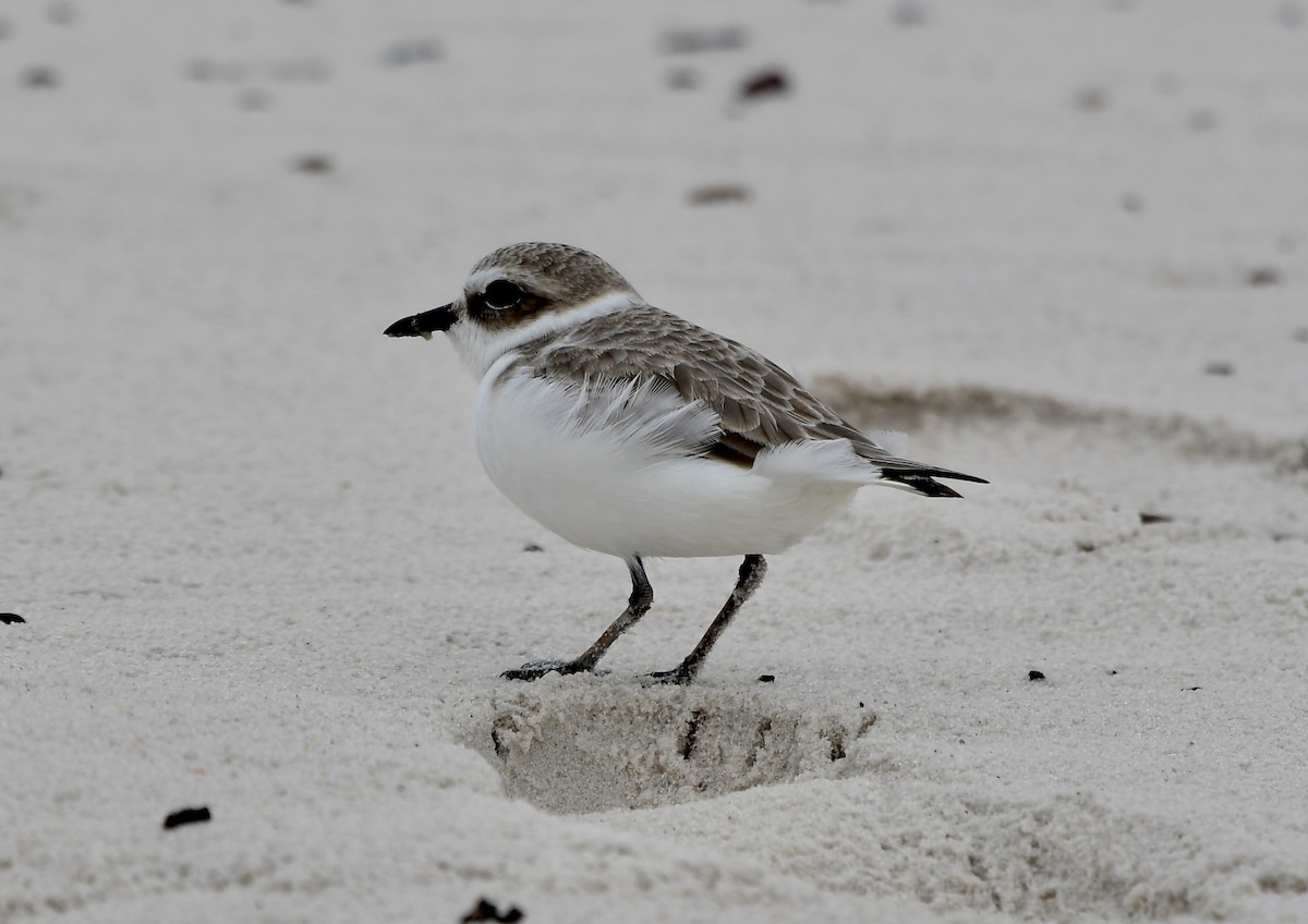 Snowy Plover - ML626789062