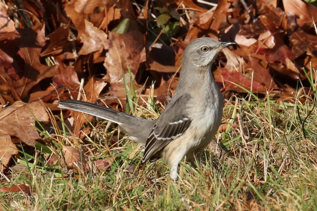 Northern Mockingbird - ML626789064