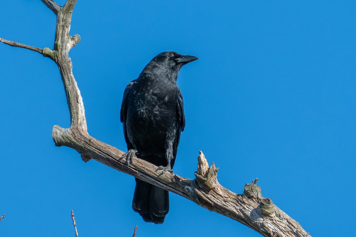 American Crow - ML626789068