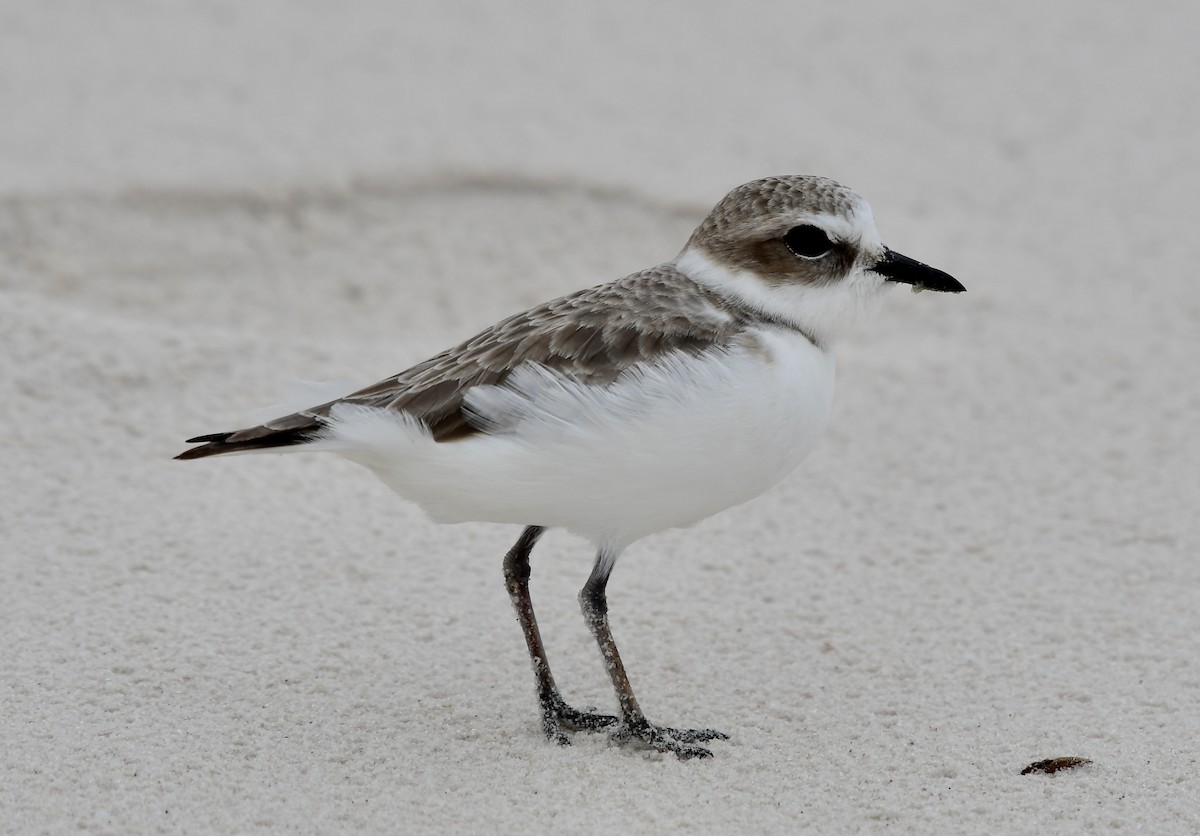 Snowy Plover - ML626789069