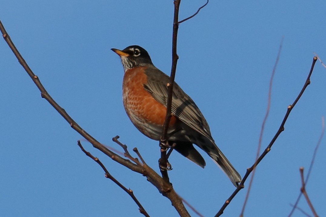 American Robin - ML626789075