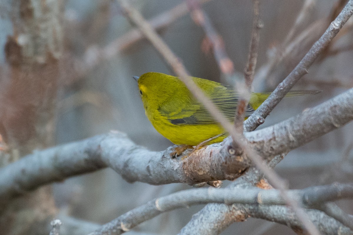 Wilson's Warbler - ML626789077