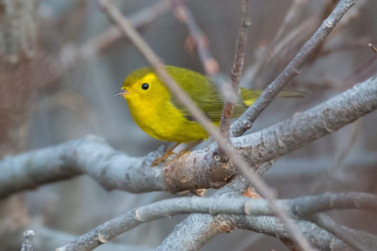 Wilson's Warbler - ML626789078