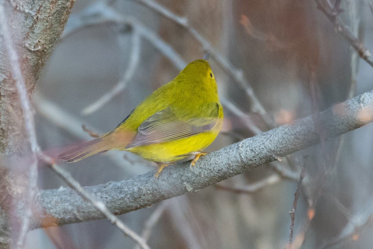 Wilson's Warbler - ML626789079