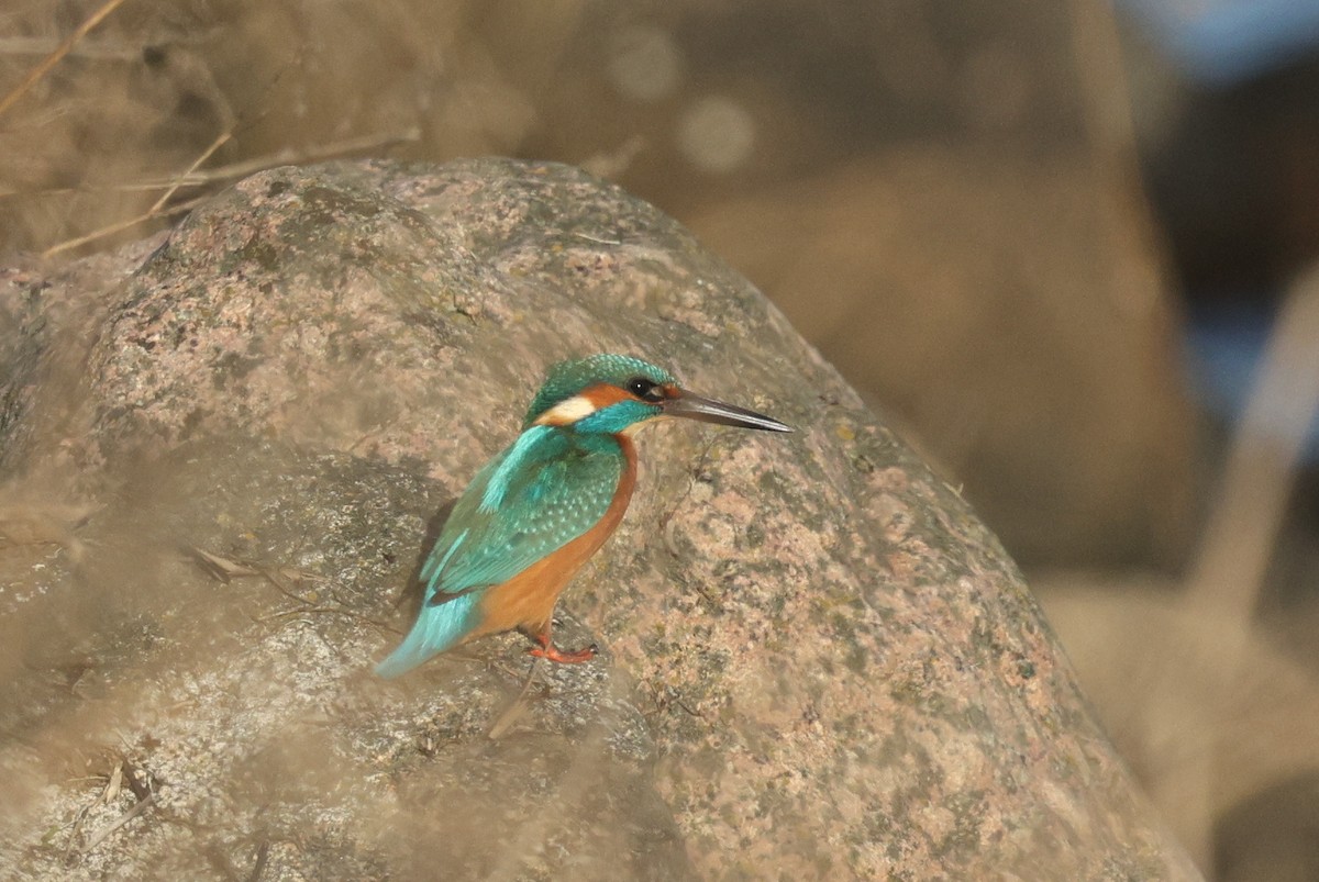 Common Kingfisher - ML626789080