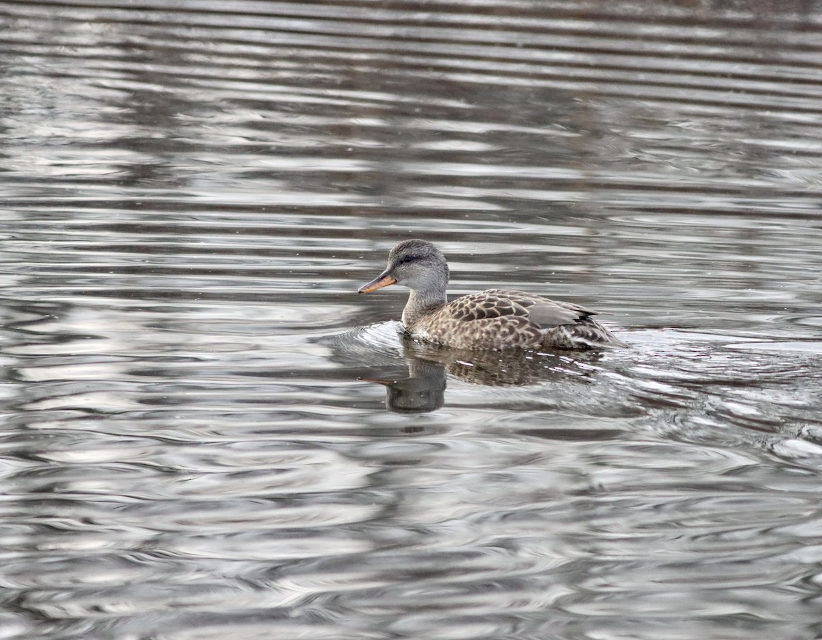 Gadwall - ML626789081