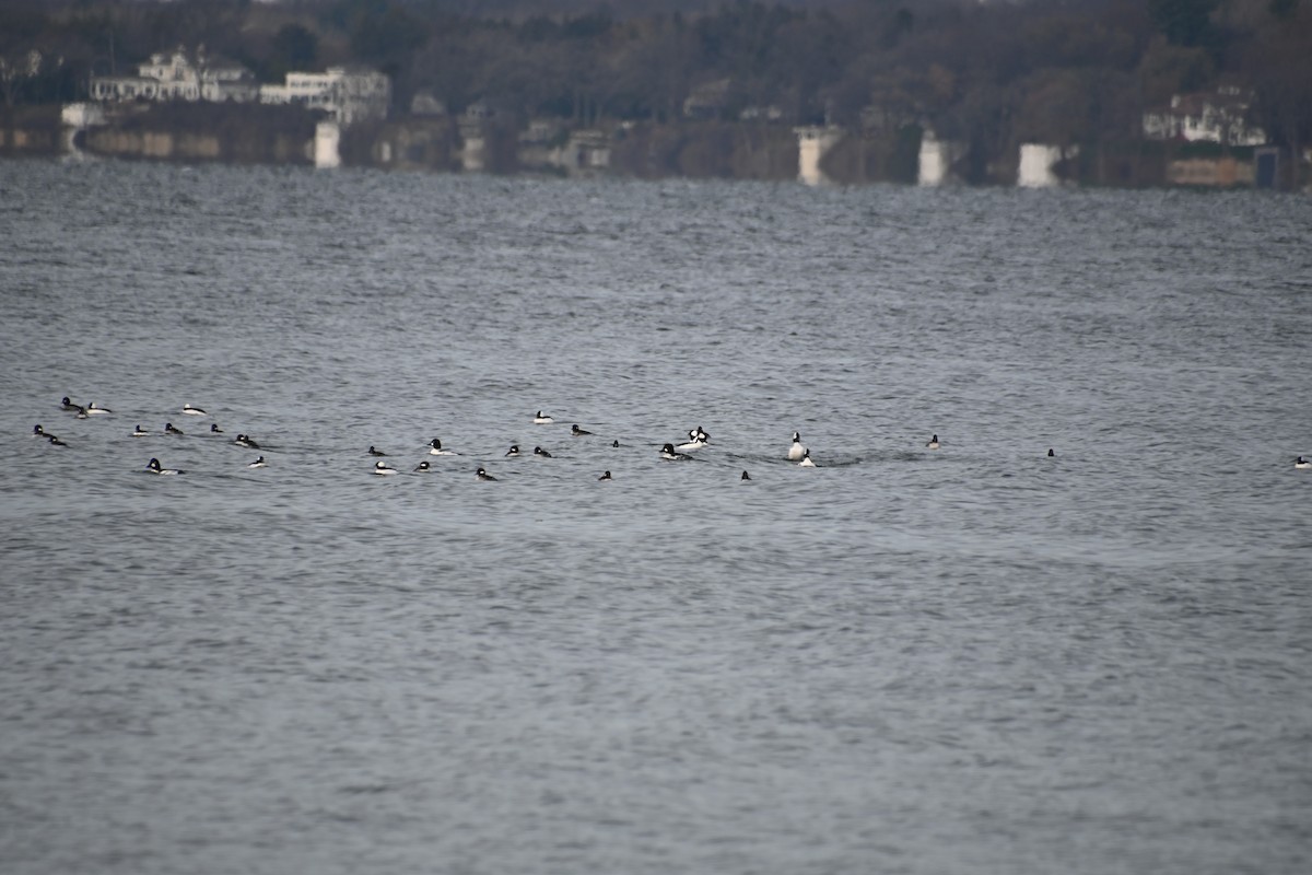 Common Goldeneye - ML626789082