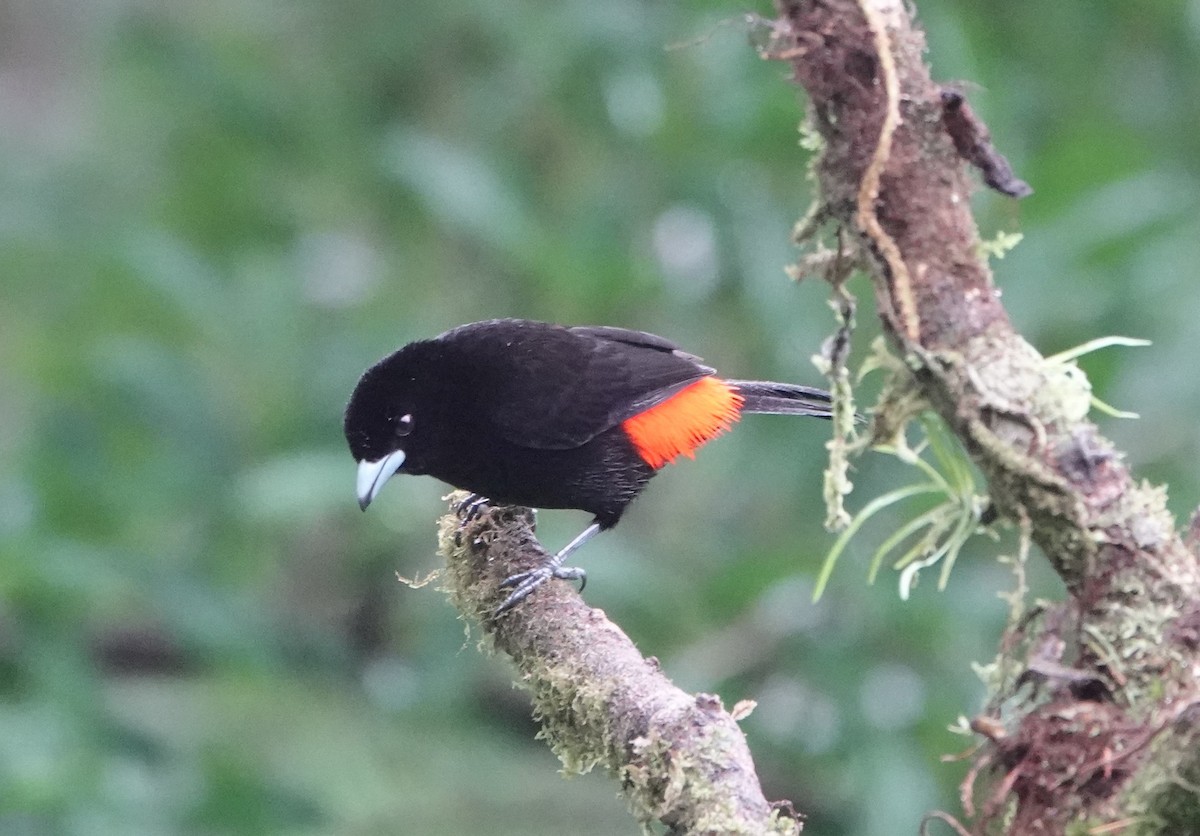 Scarlet-rumped Tanager - ML626789083