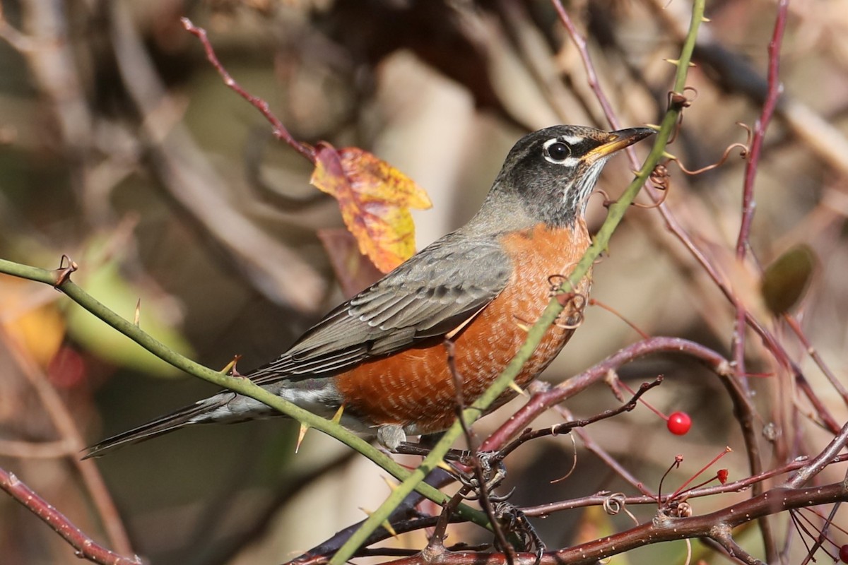 American Robin - ML626789084