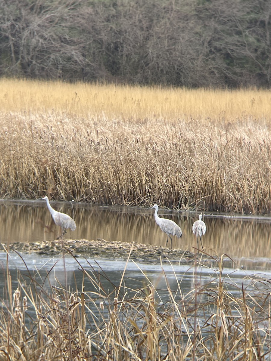 Sandhill Crane - ML626789142