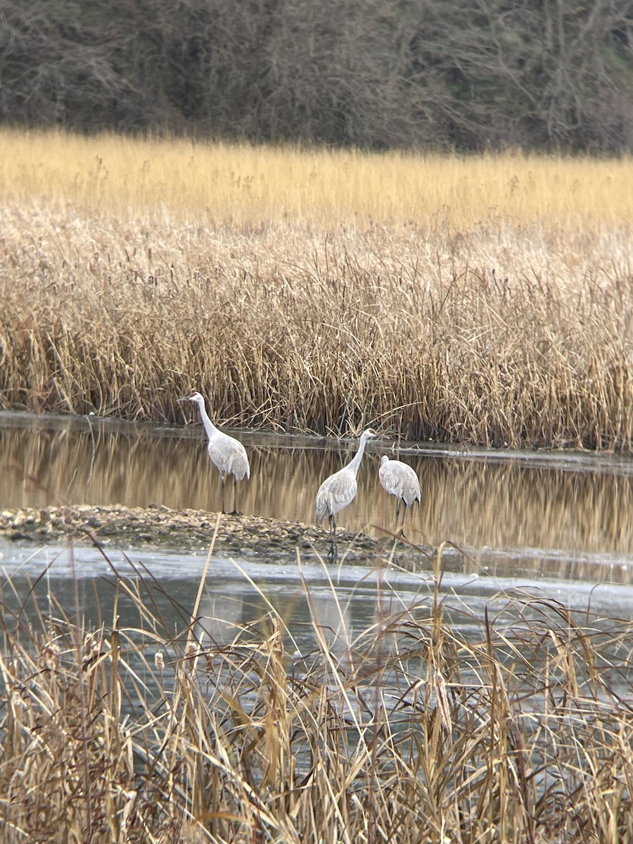 Sandhill Crane - ML626789144
