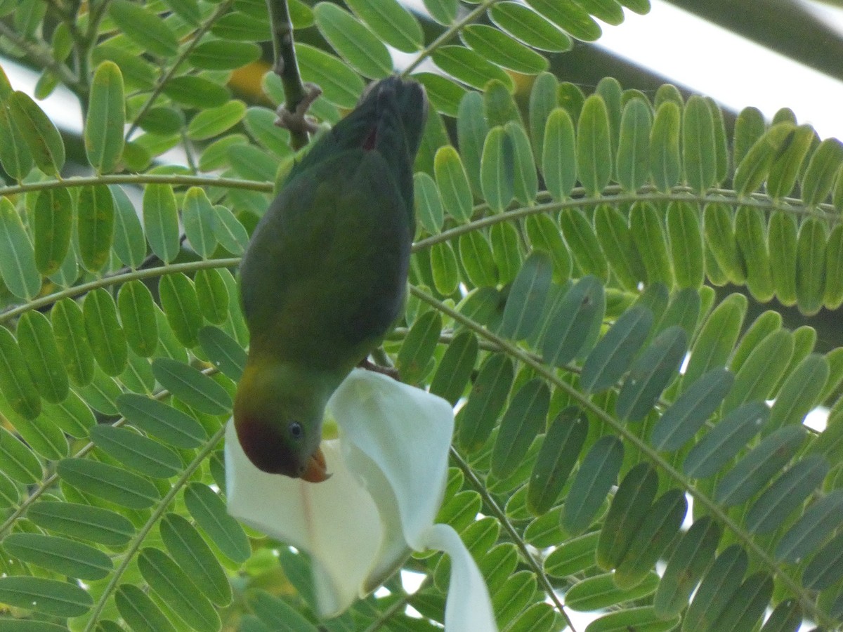 Sri Lanka Hanging-Parrot - ML626789149