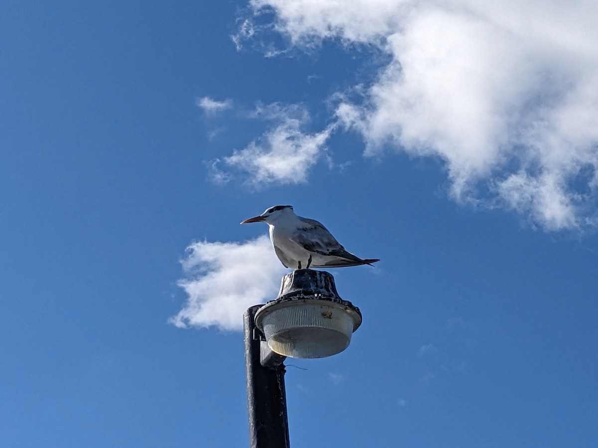 Royal Tern - ML626789150