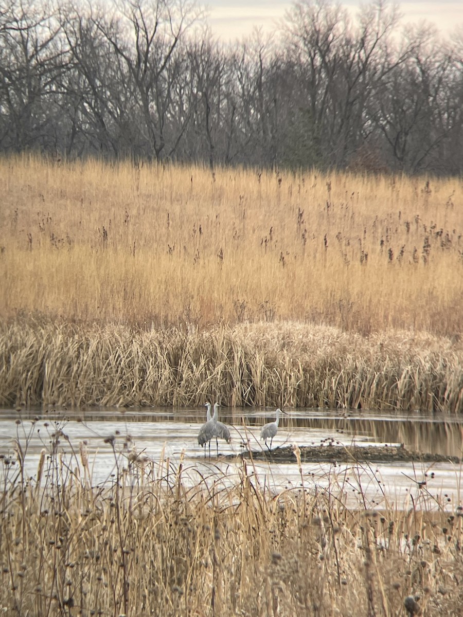 Sandhill Crane - ML626789151